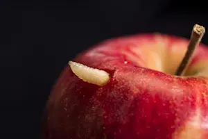 Who is the worm's Prime Minister? image