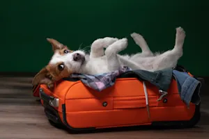 Why are dogs allowed on airplanes? image