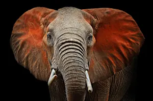 Why are elephants so wrinkled? image