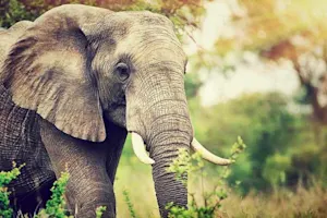 Why are elephants wiser than chickens? image