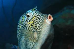 Why are fish terrible at giving speeches? image