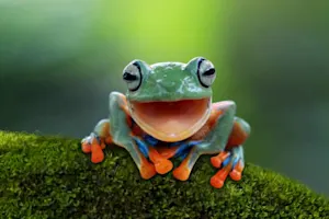 Why are frogs always happy? image