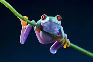 Why are frogs always so happy? image