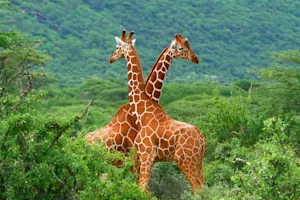 Why are giraffes so slow to apologize? image