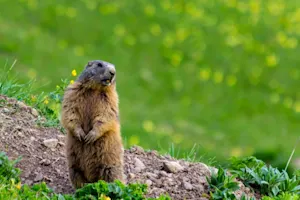 Why are groundhogs so grouchy? image