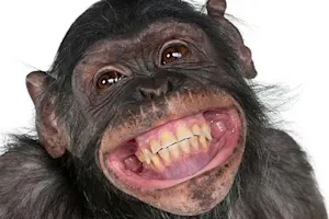 Why are monkeys lousy workers? image