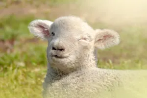 Why are sheep such great pranksters? image