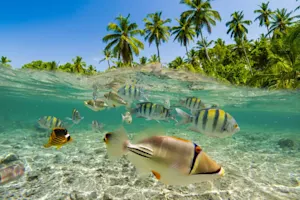 Why aren't fish able to go on summer vacation? image