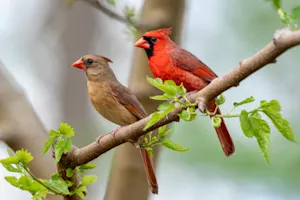 Why can birds afford a house in this economy? image