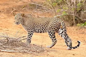 Why couldn't the leopard play hide and seek? image