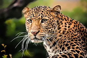 Why couldn't the leopard hide? image