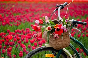 Why couldn't the spring flower ride its bike? image