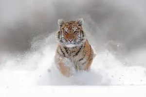 Why couldn't the tiger run any faster in the race? image