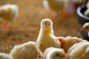 Why did Beethoven give away his chickens? image