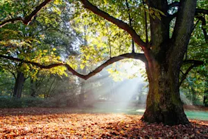 Why did no one laugh at the oak tree? image