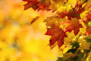 Why did summer catch autumn? image