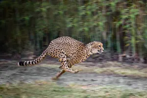Why did the big cat get disqualified from the Olympics®? image