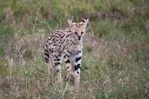 Why did the big cat marry someone so much younger than her? image