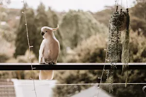 Why did the bird always get approached by suitors? image