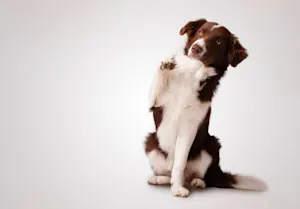 Why did the border collie get a raise? image