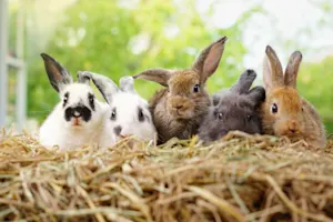 Why did the bunnies go on strike? image