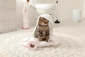 Why did the cat go to the bathroom in the trash can? image