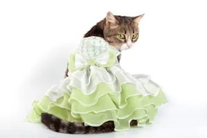 Why did the cat put on a cocktail dress? image