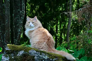 Why did the cat run away from the tree? image