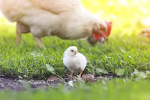 Why did the chick disappoint his mother? image