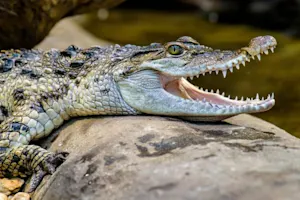 Why did the crocodile run his mile so fast? image