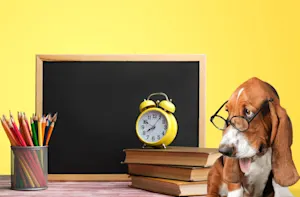 Why did the dog do so well in school? image