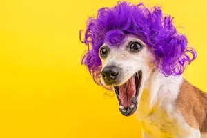 Why did the dog get embarrassed? image