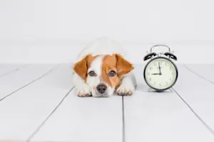Why did the dog swallow a clock? image