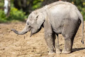 Why did the elephant eat the candle? image