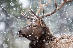 Why did the elk have great hair? image