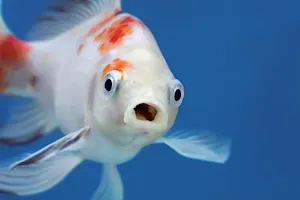 Why did the fish blush? image