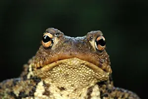 Why did the frog have a long face? image