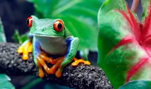 Why did the frog starve? image