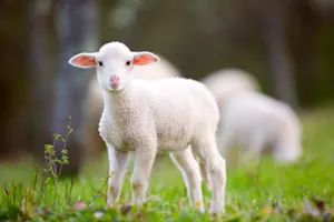 Why did the lamb cross the road? image