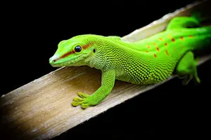 Why did the lizard go on a diet? image