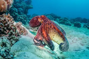 Why did the octopus have to stop writing his book? image