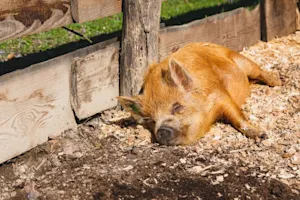 Why did the pig stop sunbathing? image