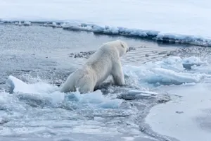 Why did the polar bear fall into the water while talking to a girl? image