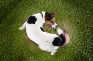 Why did the poor dog chase his own tail? image