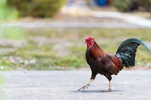Why did the Roman chicken cross the road? image