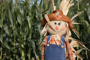 Why did the scarecrow win an award? image