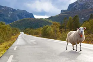 Why did the sheep run across the busy highway? image