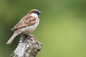 Why did the sparrow go to the library? image