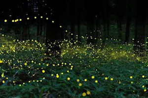 Why did the spider eat fireflies every evening? image