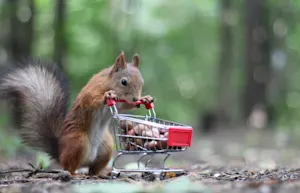 Why did the squirrel check into a mental hospital? image